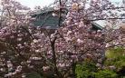 gate樱花动漫